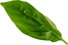 leaf 3